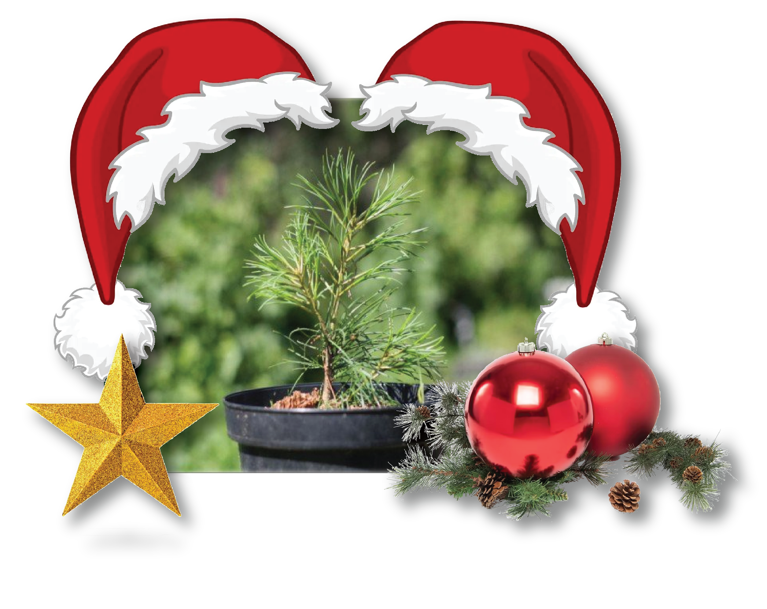 Puiet de Cedru Siberian